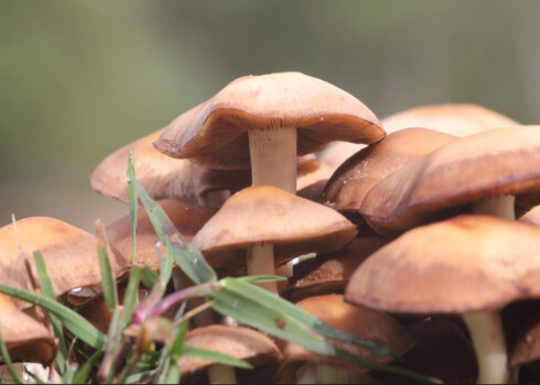 Mushroom Growing Chamber